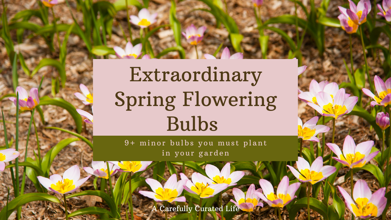 Extraordinary Spring Flowering Bulbs to Plant in the Fall - A Carefully ...